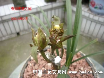美丽之冠-春剑篇-中国兰花交易网社区