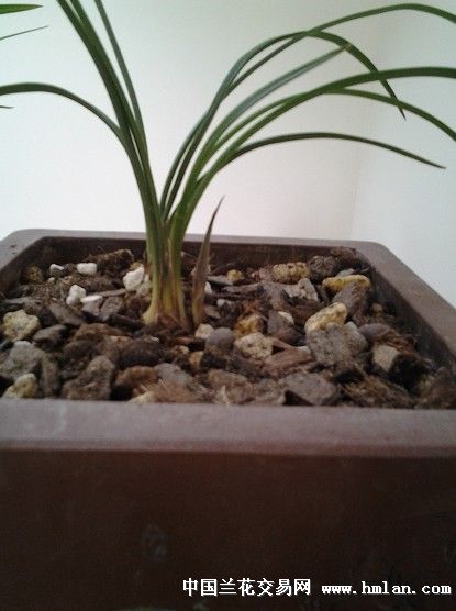 农妇的小小草-以兰会友-中国兰花交易网社区