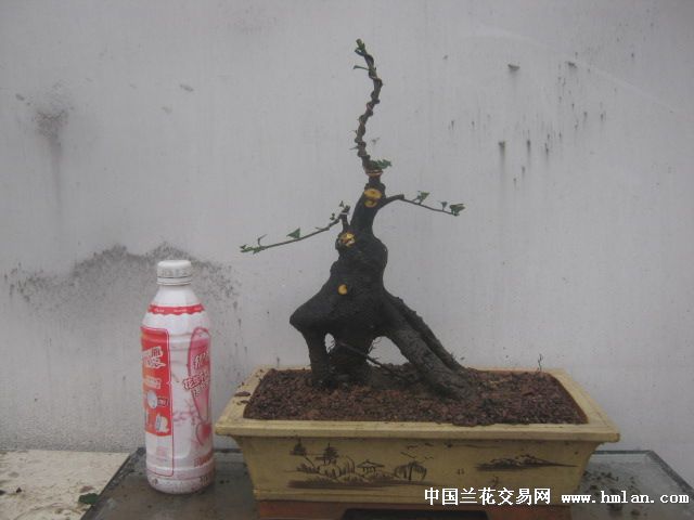 继续昨天没有干完的事,金弹子上盆,小品很漂亮
