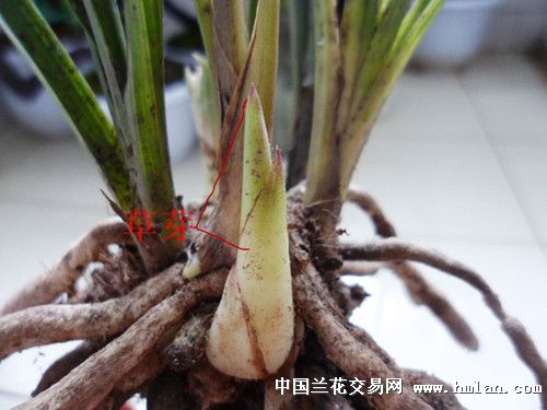 漂亮蕙兰赌花苞