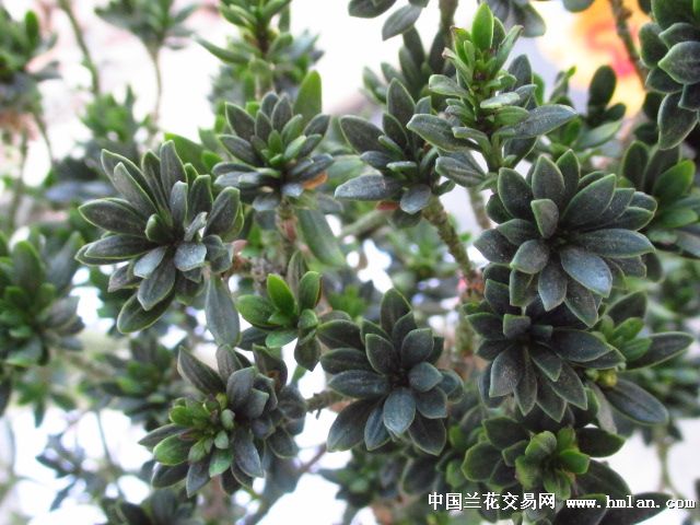 稀有盆景*珍珠罗汉松*(袖珍特拍)