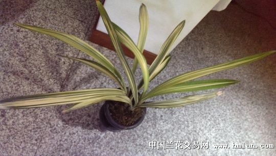 分享20131026宜兰协会大会场景及墨兰交流盛况