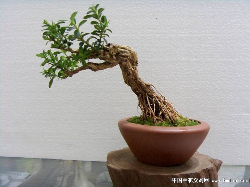 才做的米叶黄杨小品盆景10