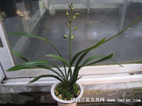 铁山玉莲-墨兰篇-中国兰花交易网社区