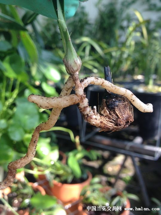 分享一种捂老头植料---水草泥-种养心得-中国兰