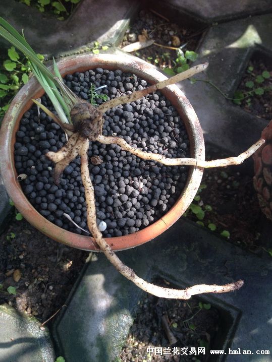 分享一种捂老头植料---水草泥-种养心得-中国兰