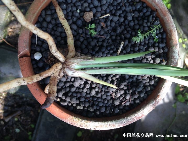 分享一种捂老头植料---水草泥-种养心得-中国兰