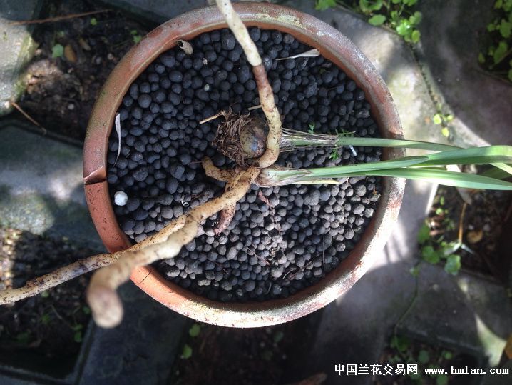 分享一种捂老头植料---水草泥-种养心得-中国兰