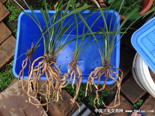 翻盆惊看花生壳-植料篇-中国兰花交易网社区