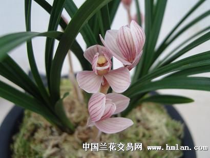 为维护好莲瓣兰市场诚征意见和建议