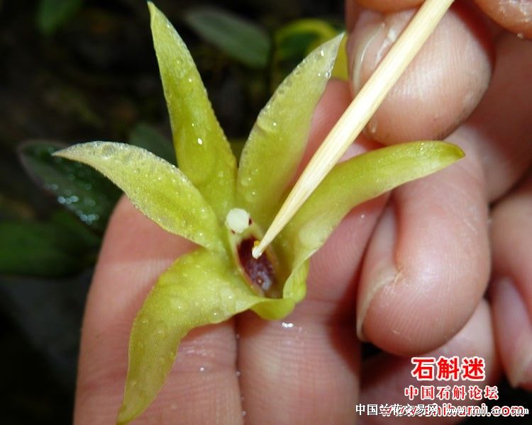 铁皮石斛人工授粉技术(图文)  [转载]-石斛兰-中国兰花交易网社区