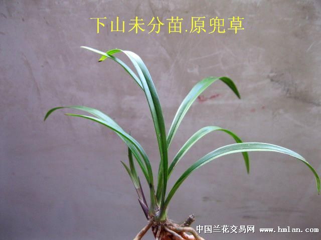 **建兰/极品红花.红素特征显著[赌花草] - 中国兰花