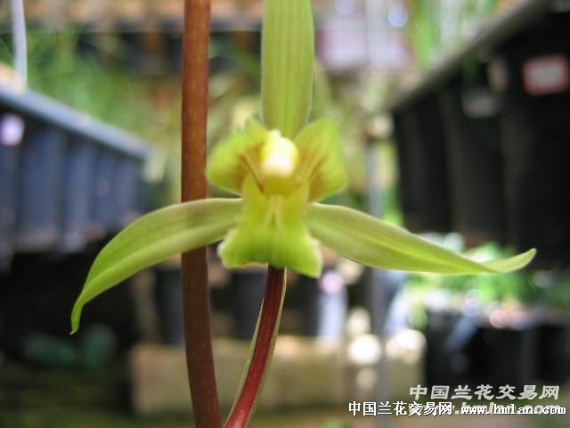 绿兰素花