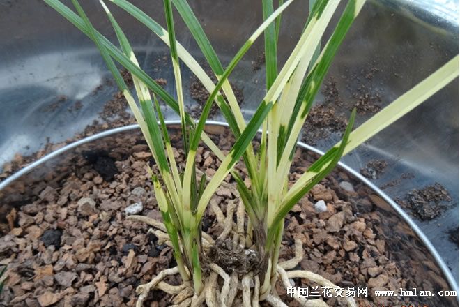 精品蕙兰矮种与虎斑