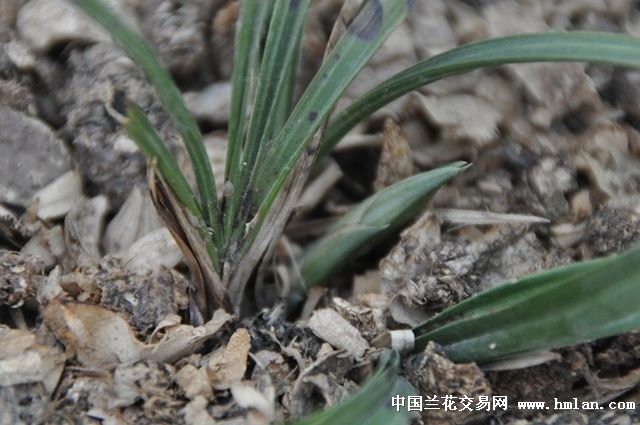春兰下山普草图片