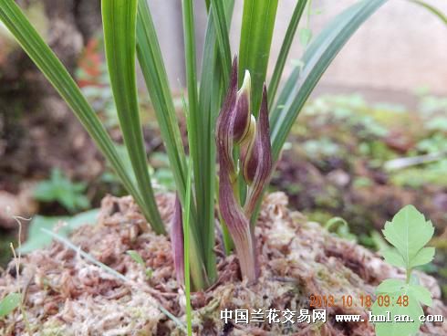 花开花落之大龙女-春兰篇-中国兰花交易网社区