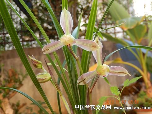 花开花落之大龙女-春兰篇-中国兰花交易网社区