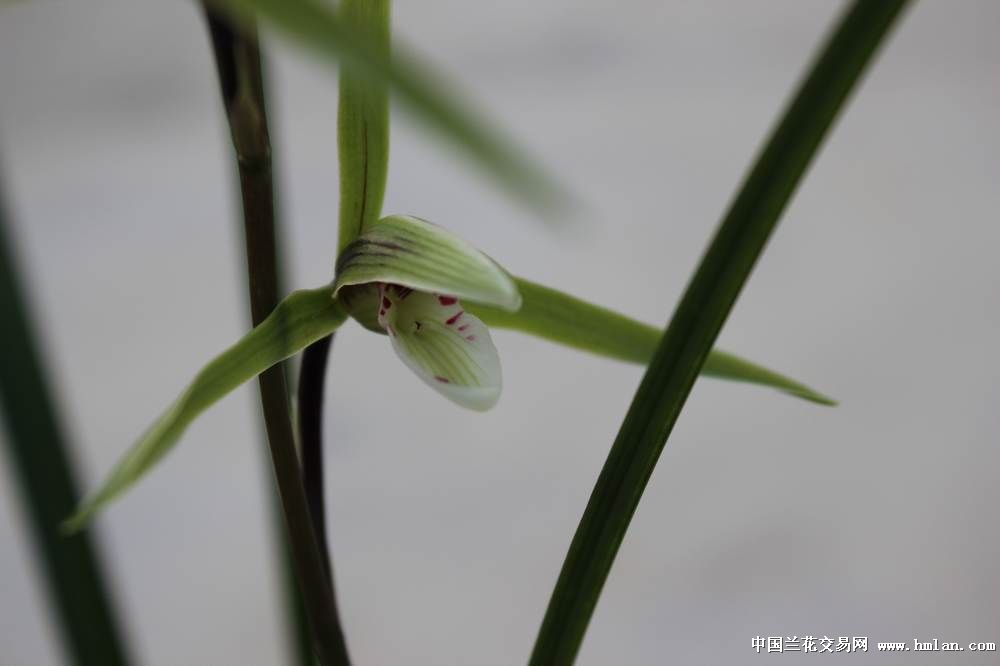 不卷传说-龙吞舌-春兰篇-中国兰花交易网社区