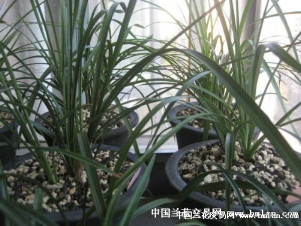 莲瓣兰南部地区养殖大赛---荷型莲瓣-莲瓣篇-中