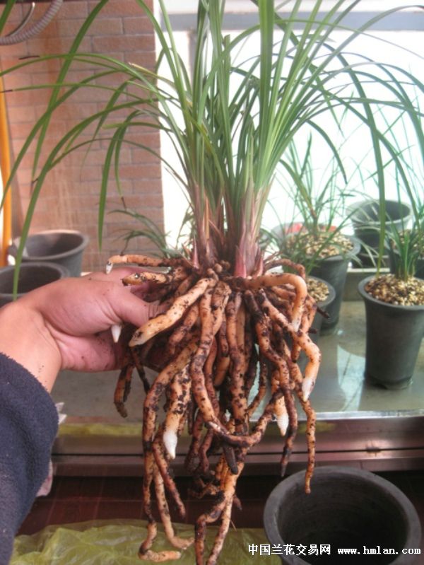 莲瓣兰南部地区养殖大赛---荷型莲瓣-莲瓣篇-中