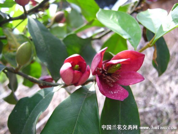 芭蕉叶红含笑特拍(苗高55公分 中国兰花交易网