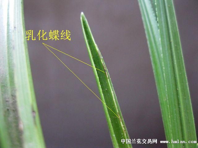 上拍一些下山赌草[艺草.品种苗].小赌怡情.谁拍到是无论价多少.