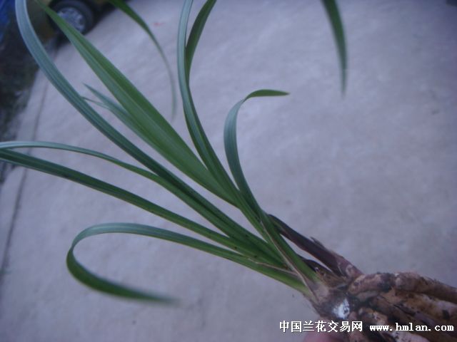 极品荷瓣(药草)又名丹荷鼎2苗带1小芽 - 中国兰花交易网