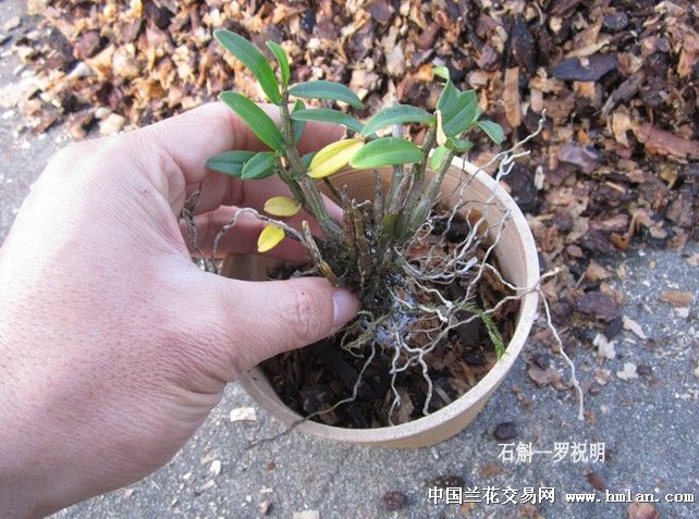 石斛盆栽技术详解--桂林平头兰-石斛兰-中国兰