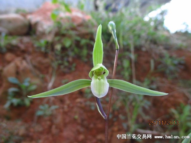细叶寒兰平肩素舌**青丝**,春兰叶质.红杆翠绿花,花大出架.详细见图!图片