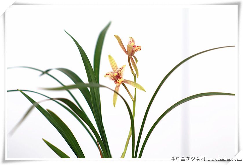 最美四季---尾花吹吹-建兰篇-中国兰花交易网社区