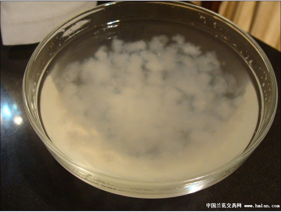 兰兄,请看林蛙油(雪蛤)泡发效果!-茶余兰后-中国