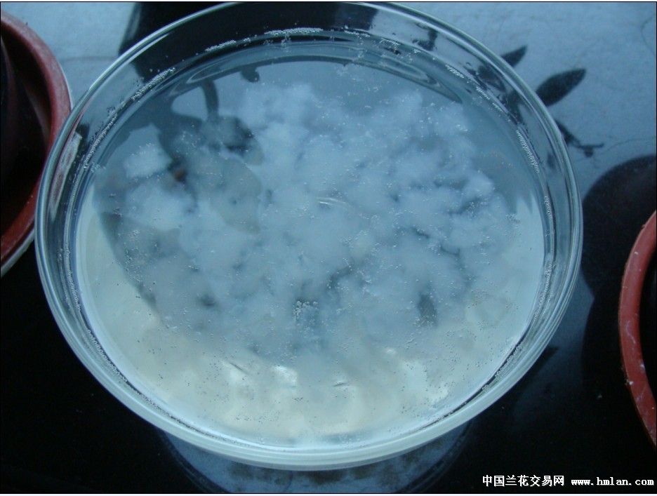 兰兄,请看林蛙油(雪蛤)泡发效果!-茶余兰后-中国