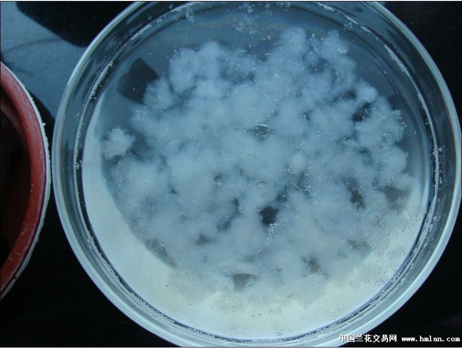 兰兄,请看林蛙油(雪蛤)泡发效果!-茶余兰后-中国