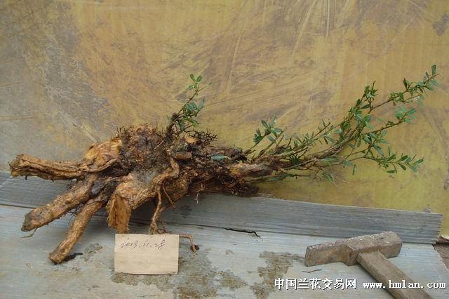 漂亮盆景树-53(小米叶黄杨)-说明下有11月28日