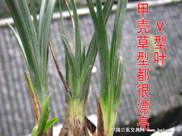 蕙兰矮型草带4芽漂亮