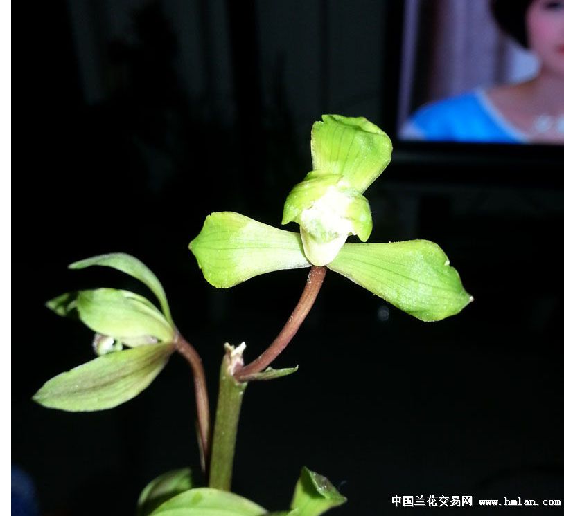 买了个反季节开花的惠兰水仙-蕙兰篇-中国兰花