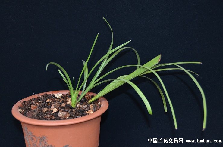 兰花盆景-以兰会友-中国兰花交易网社区