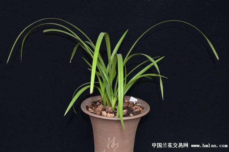兰花盆景