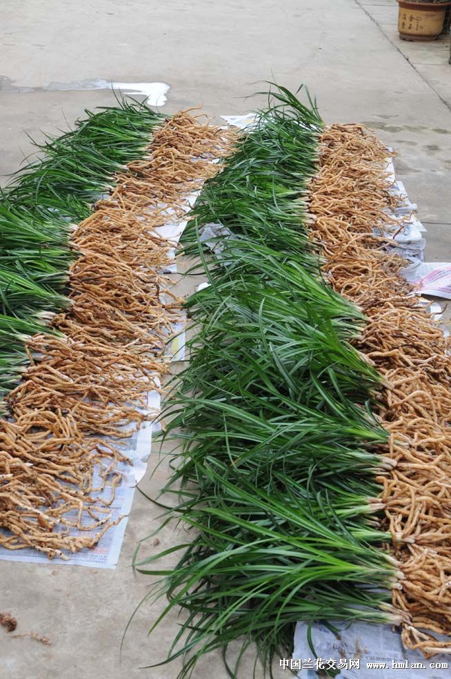 自然养殖大雪素-莲瓣篇-中国兰花交易网社区