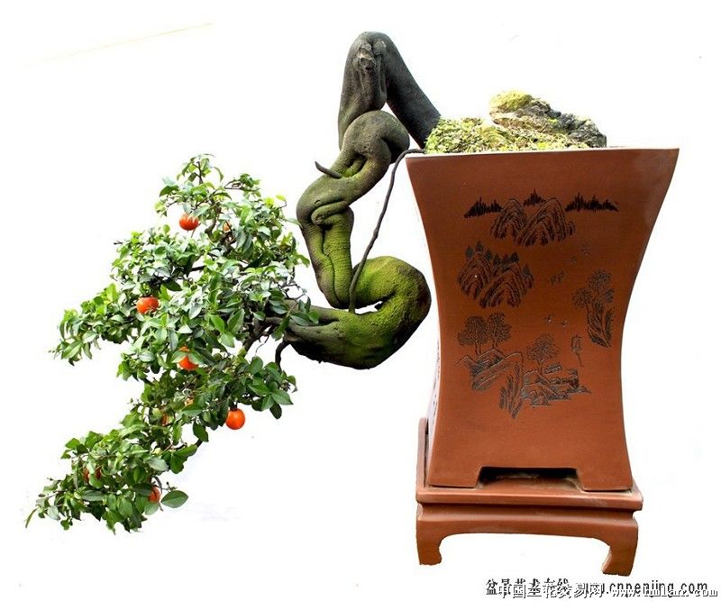 金弹子盆景微型熟桩