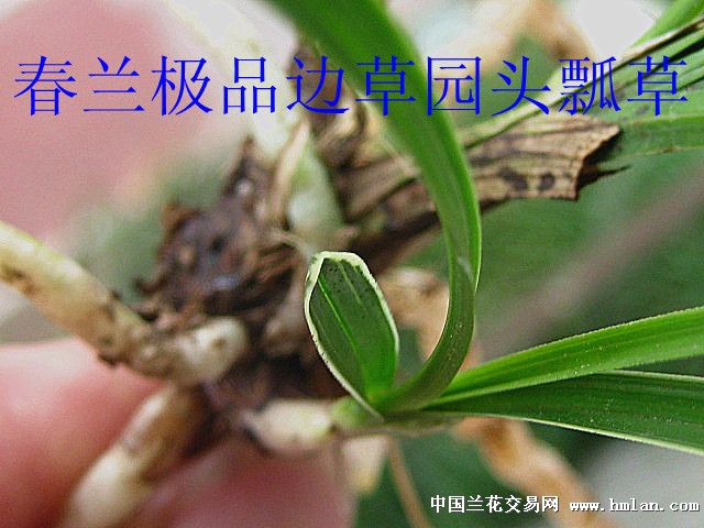 春兰极品.边草龙台头瓢草.园头.