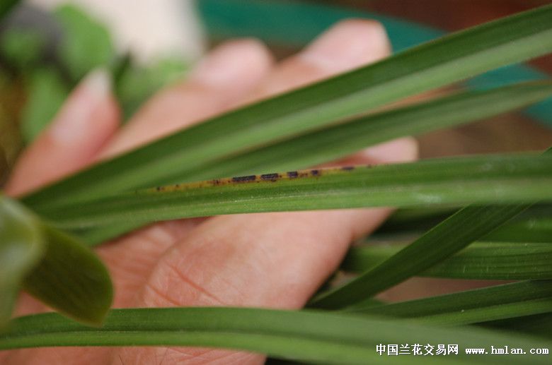 兰兄请看豆荷精品大学士苗情-豆瓣篇-中国兰花