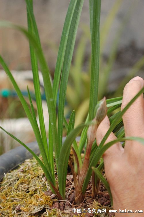 兰兄请看豆荷精品大学士苗情-豆瓣篇-中国兰花