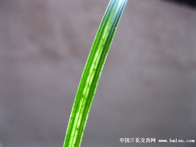 春剑小草型极品水晶散斑艺2