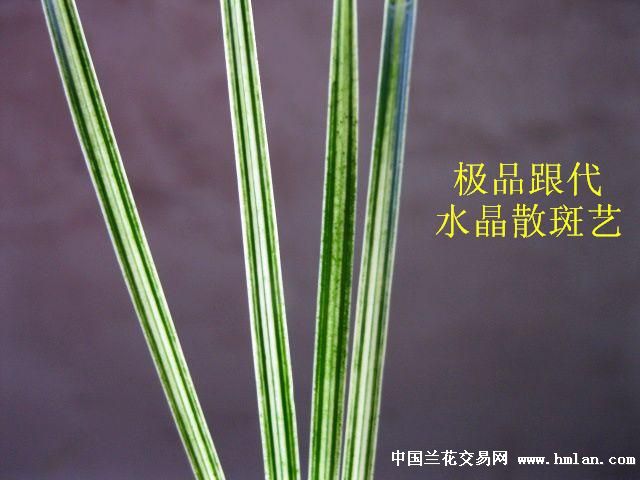 所有分类 下山新品 春剑 线艺 春剑小草型/极品水晶散斑艺[1]  本园