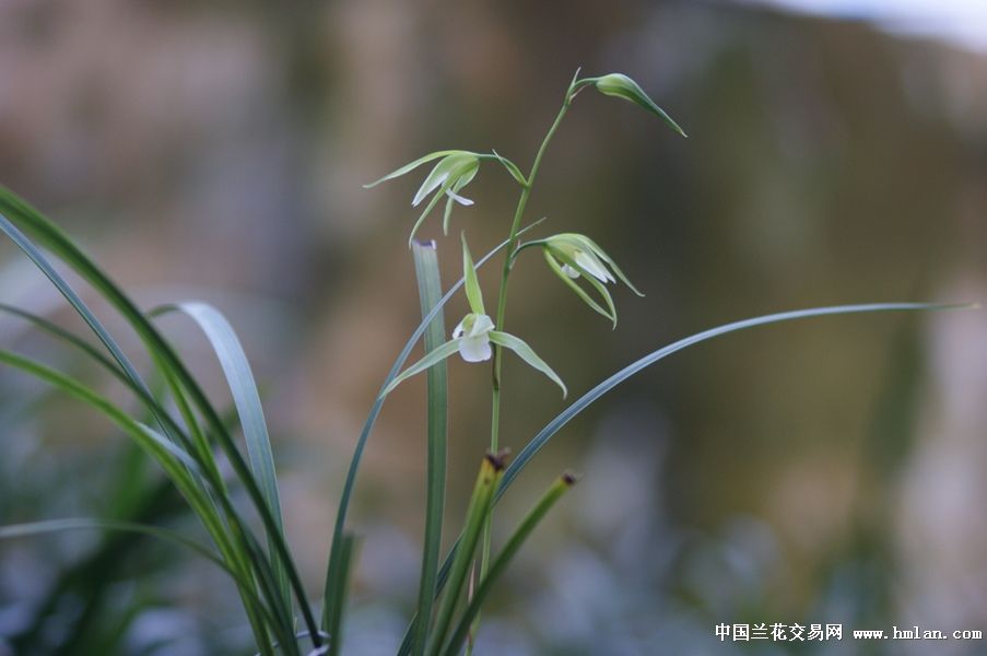 细叶白底圆舌-纯素-茶余兰后-中国兰花交易网社区