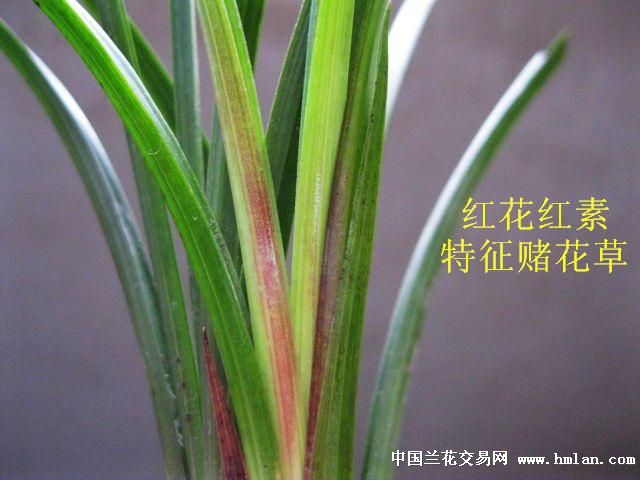 上拍一些下山赌草[艺草.品种苗.小赌怡情.谁拍到是无论价多少.