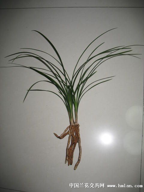 从云南娶回杭州的大理姑娘---尝试种莲瓣-莲瓣