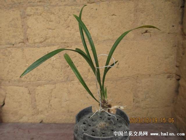 【{素芽赌草}】老曲素芽龙根苗1