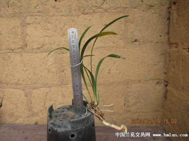 【{素芽赌草}】老曲素芽龙根苗1